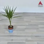باركيه الماني برلين BERLIN 3066 Cloud Oak - الصورة 2